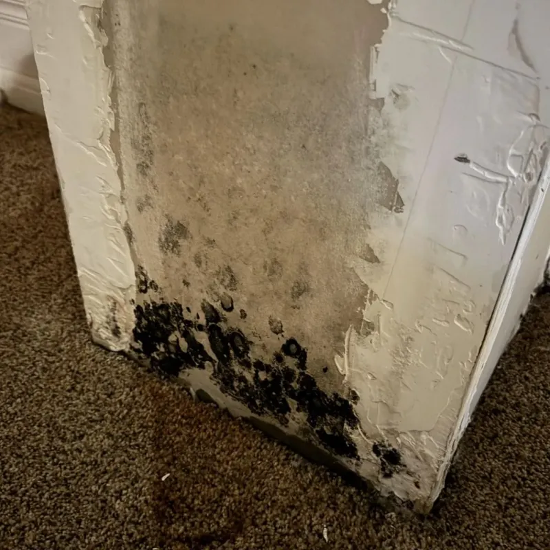 Professional Mold Removal in Yazoo County, MS